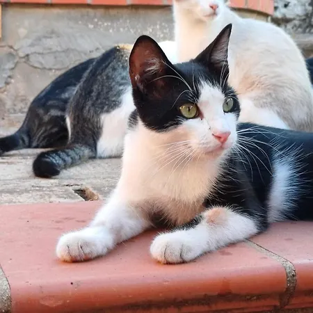 بيت للعطل Campagna Cavasecca Casa della Contessa