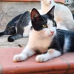 בית נופש Campagna Cavasecca Casa della Contessa